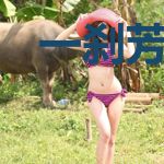 一刹芳华盼三生石姬
