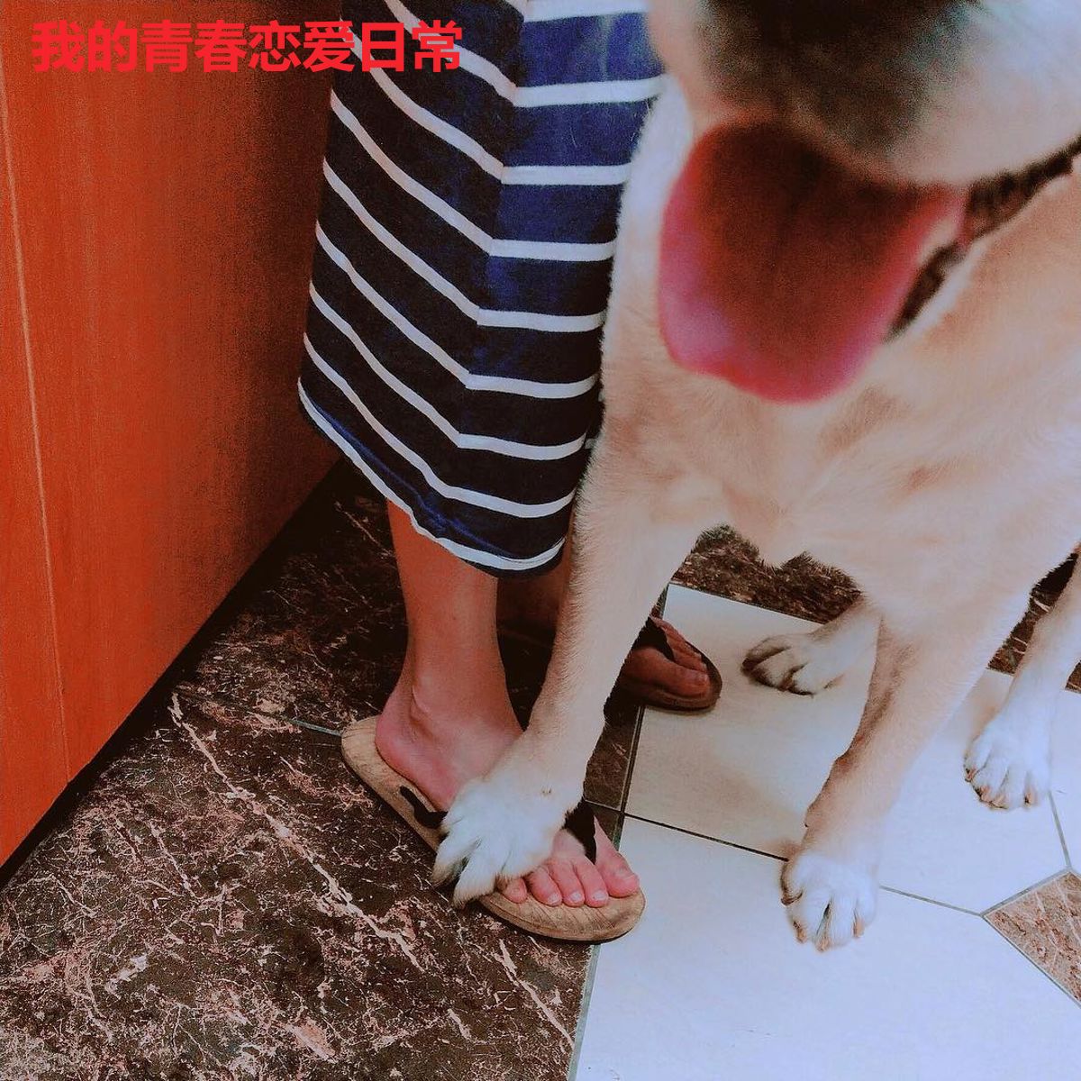 我的青春恋爱日常
