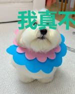 我真不是绝世高人