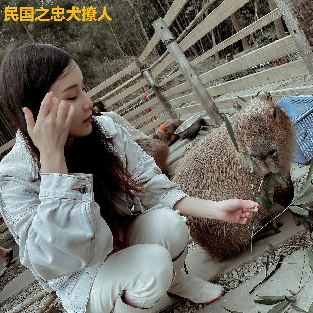 民国之忠犬撩人