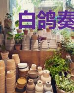 白鸽奏鸣曲