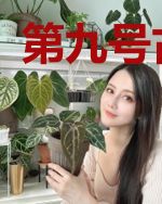 第九号古董店