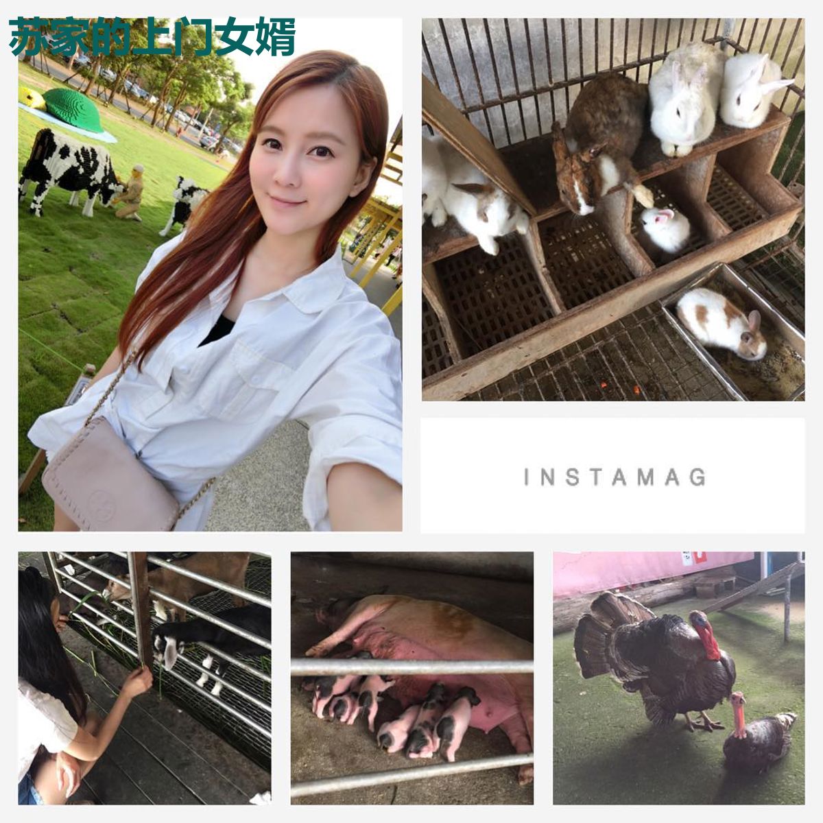 苏家的上门女婿