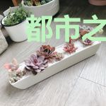 都市之疯狂冒险家