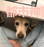 都市神医奶爸