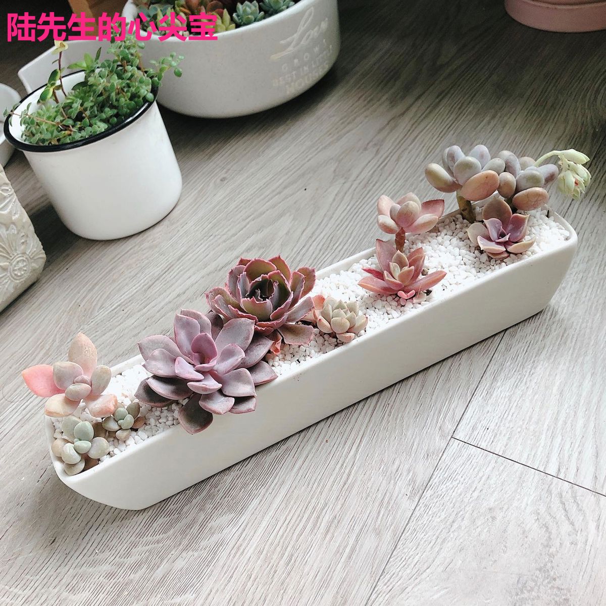 陆先生的心尖宝