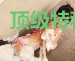 顶级特种兵王